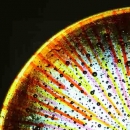 "Solar", fused glass disc