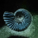 Ammonite cast in blue & grey glass