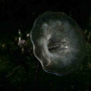 Vitriflora: frosted glass lily sculptures