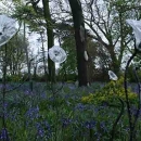 Vitriflora:clear glass lily sculptures