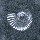 Cast Glass Ammonite Panel